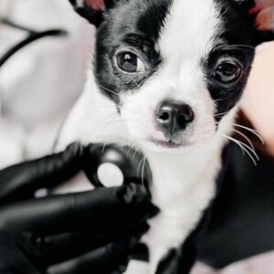 Cardiologia e Pneumologia Veterinária