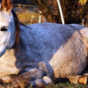 Cirurgias de rotinas e emergências a campo em grandes animais