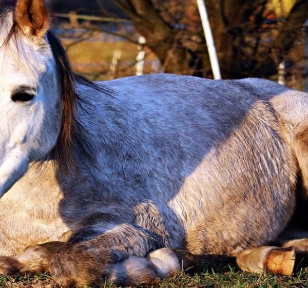 Cirurgias de rotinas e emergências a campo em grandes animais