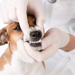 Odontologia Em Pequenos Animais
