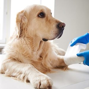 Neonatologia e Condutas Pós Operatórias Em Pequenos Animais