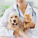 Ovariohisterectomia (Castração) de Pequenos Animais: Cães e Gatos