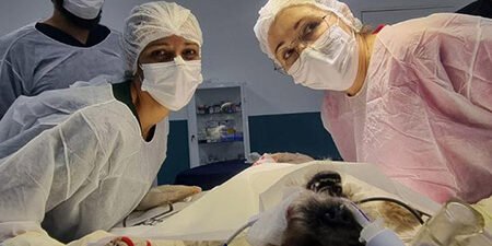 Alunos de Veterinária vivem rotina prática nas aulas