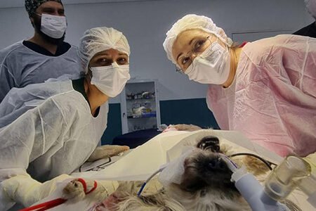 Alunos de Veterinária vivem rotina prática nas aulas